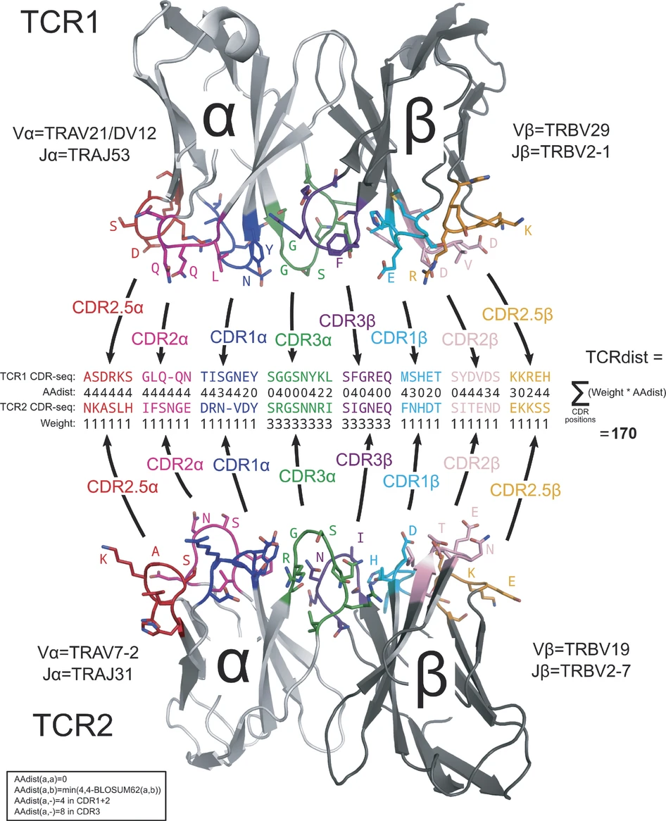 TCRdist example